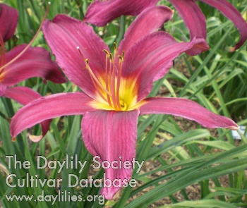 Daylily Good Welcome